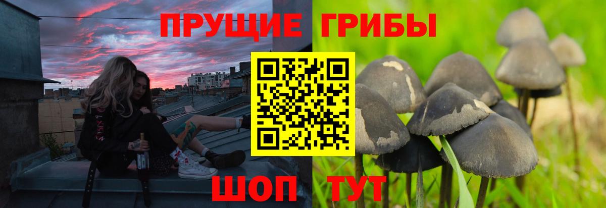 как найти закладки  Псилоцибиновые грибы Psilocybine cubensis  Псилоцибиновые грибы мухоморы  Вход с VPN  Вышний Волочёк 